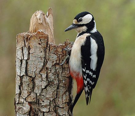 hackspett fågel 440x380