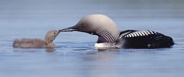 storlom fågel 588x249